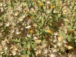 Image of brickellbush goldenweed