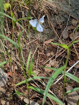 Image of commelina