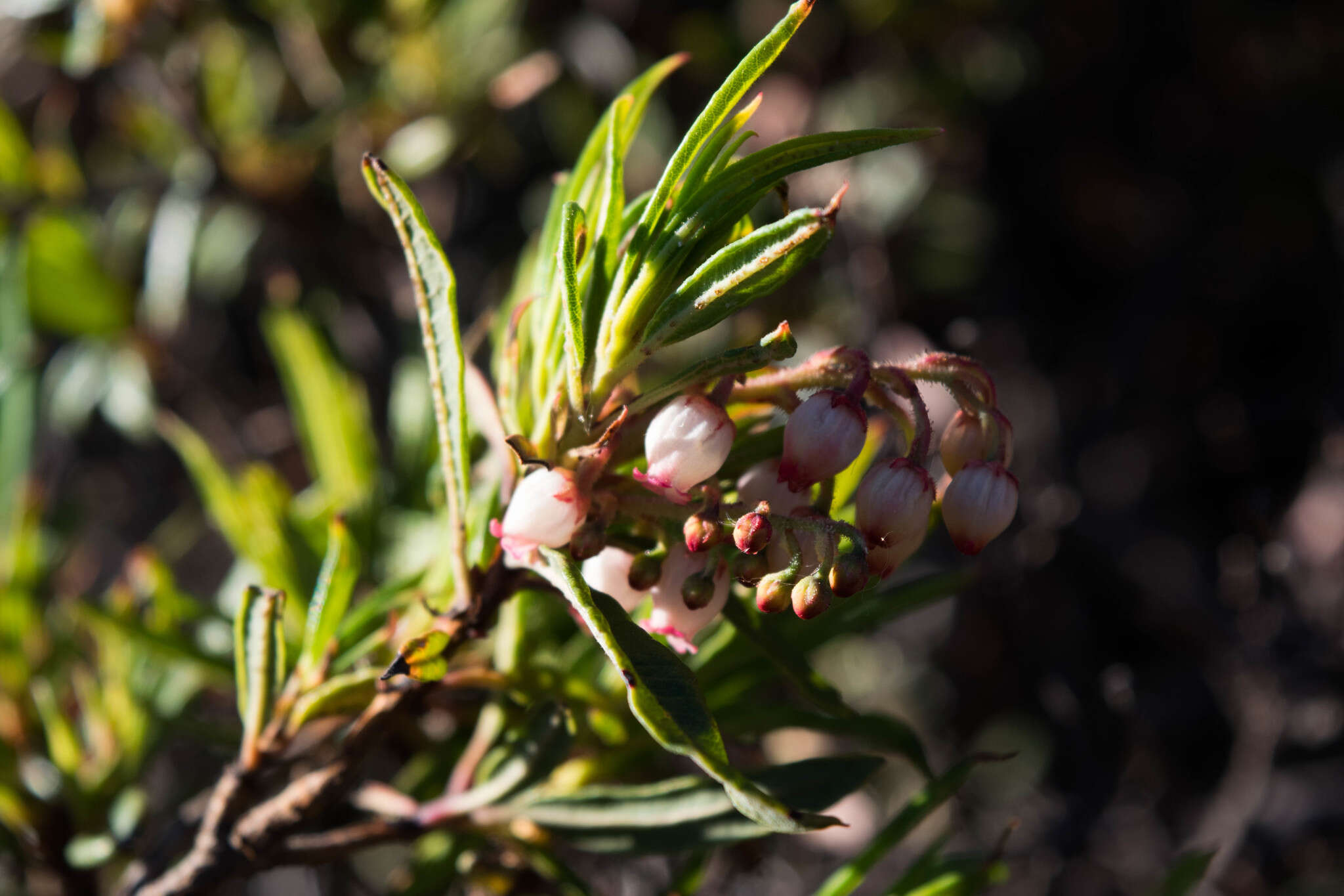 Слика од Comarostaphylis polifolia subsp. polifolia