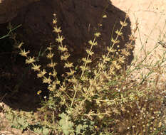 Image of Salvia palaestina Benth.