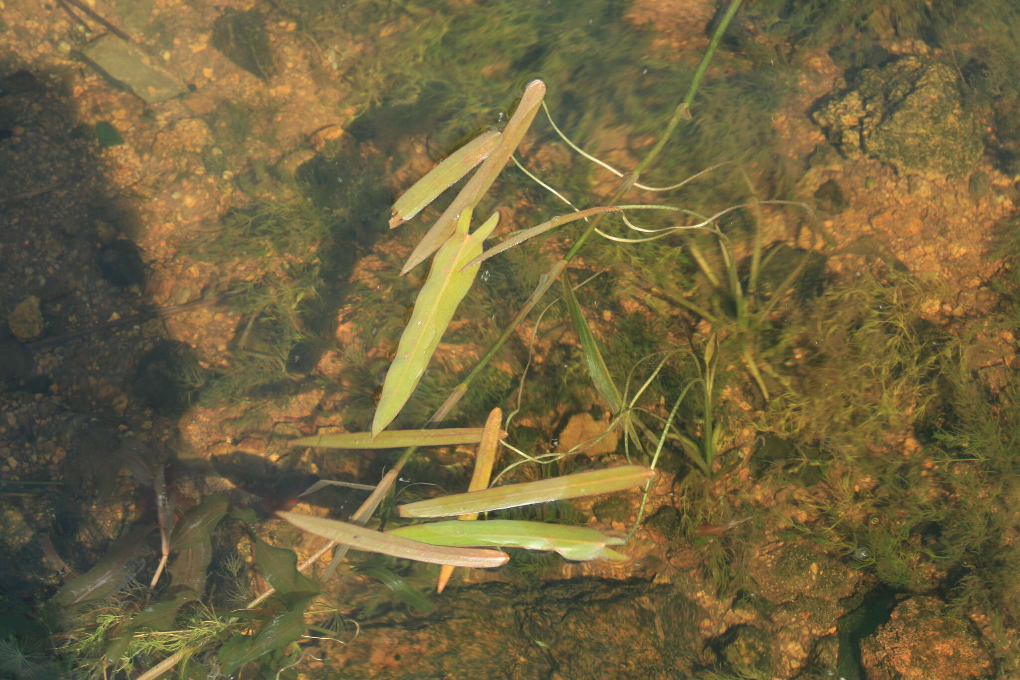 Image of Sagittaria natans Pall.