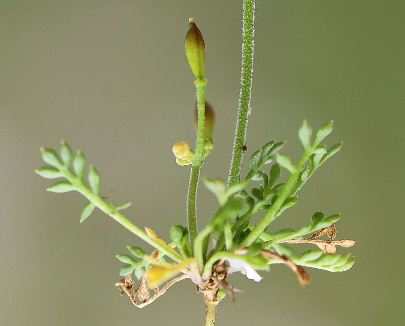 Image of Hornungia alpina subsp. alpina