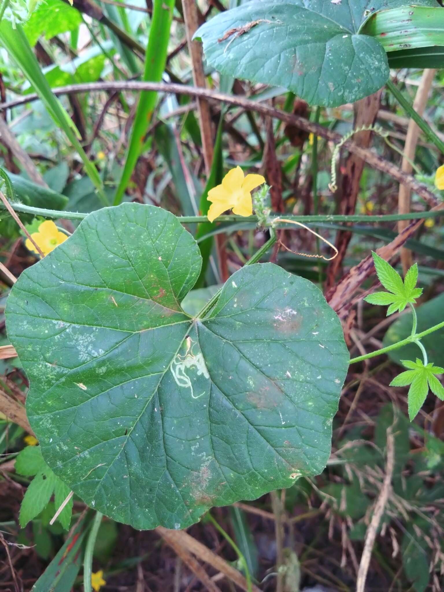 Image of Cucumis melo var. agrestis Naudin