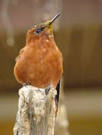 Image of Juan Fernandez Firecrown