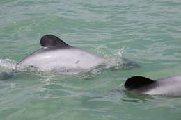 Image of Hector's Dolphin