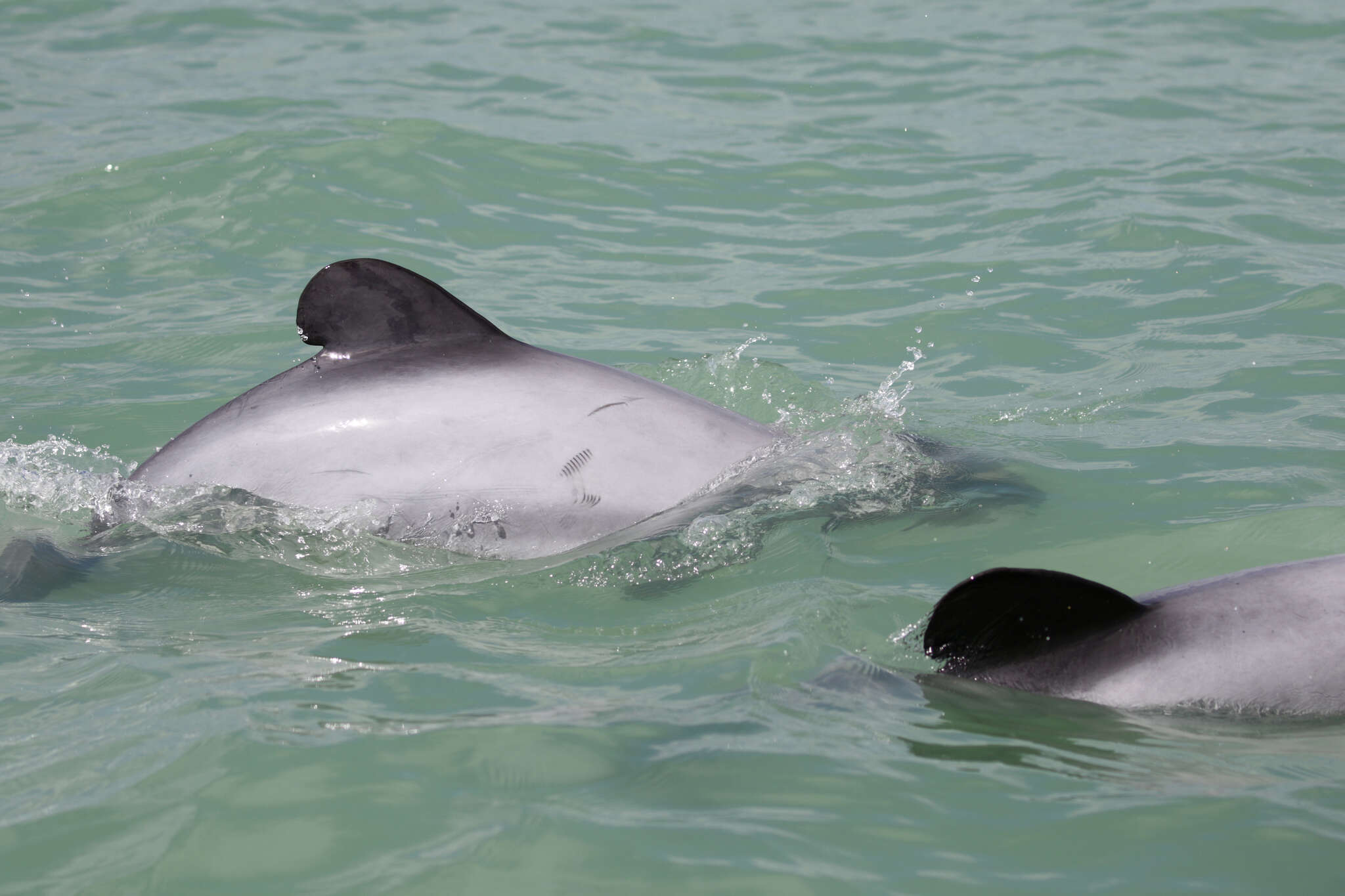 Image of Hector's Dolphin