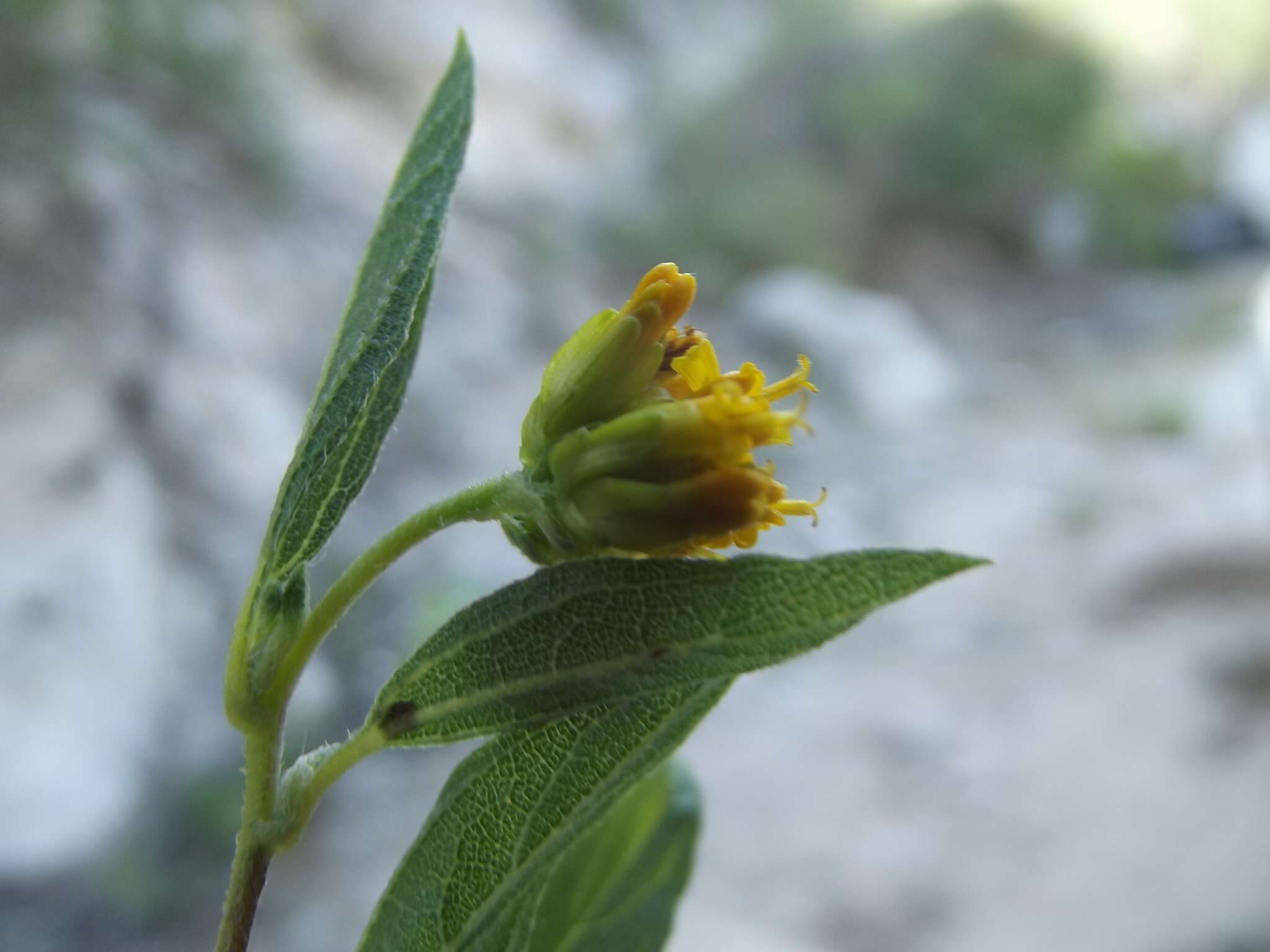 Image of Aldama glomerata (Brandeg.) E. E. Schill. & Panero