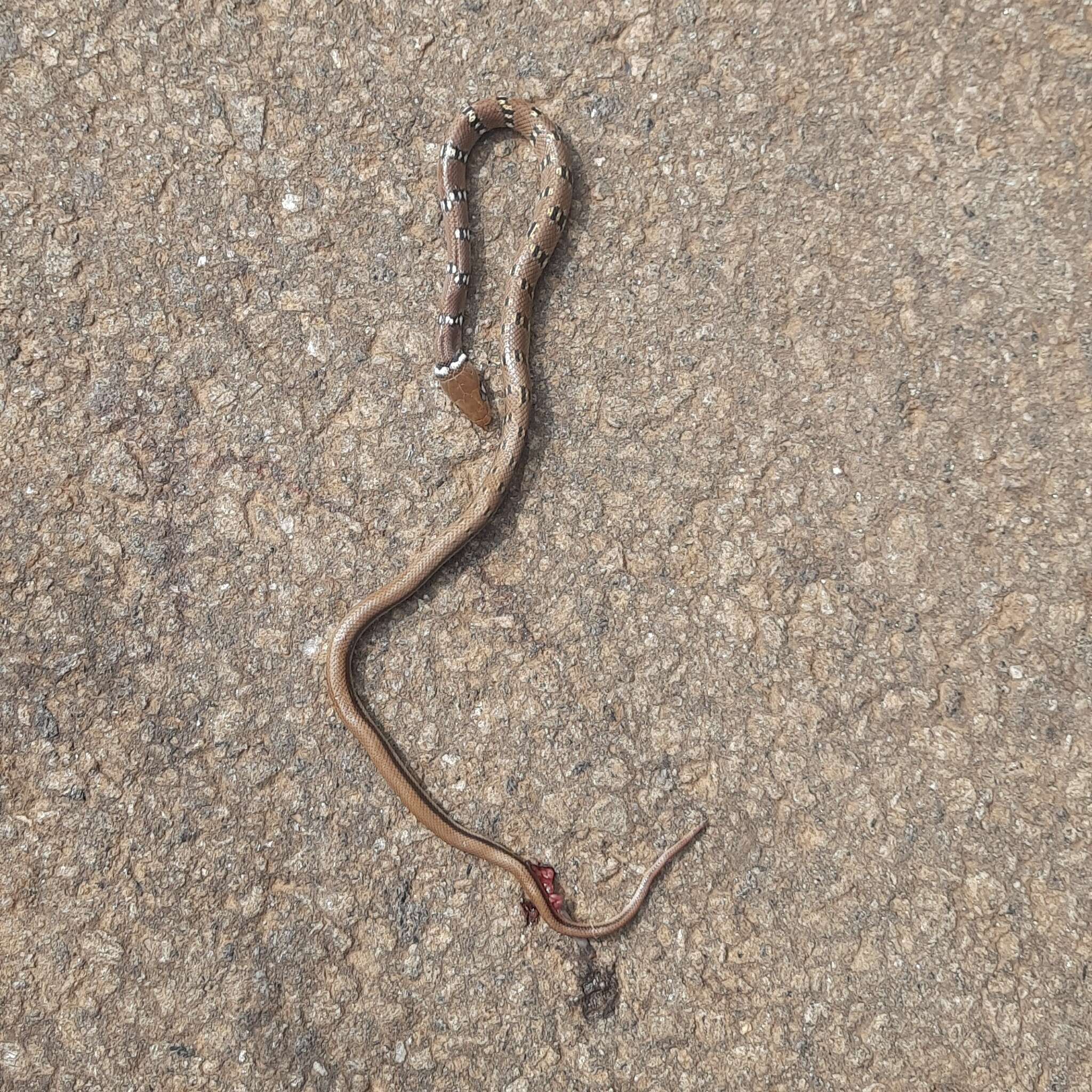 Image of Trinket Snake