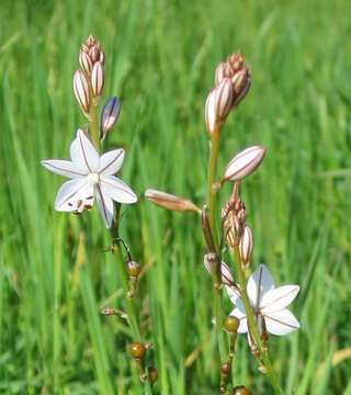 Image of onionweed