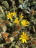 Image of sessileflower false goldenaster