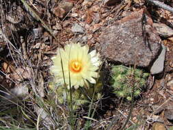 Imagem de Coryphantha pallida subsp. pallida