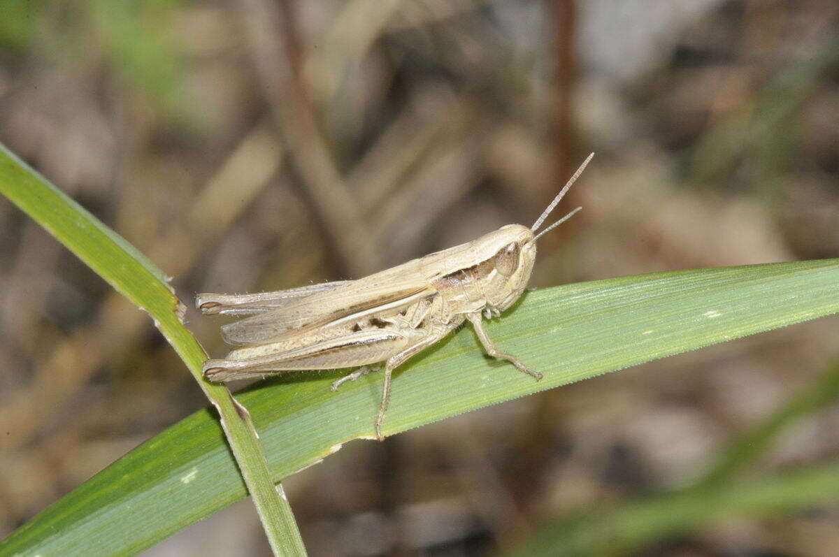 Image de Euchorthippus elegantulus Zeuner 1940