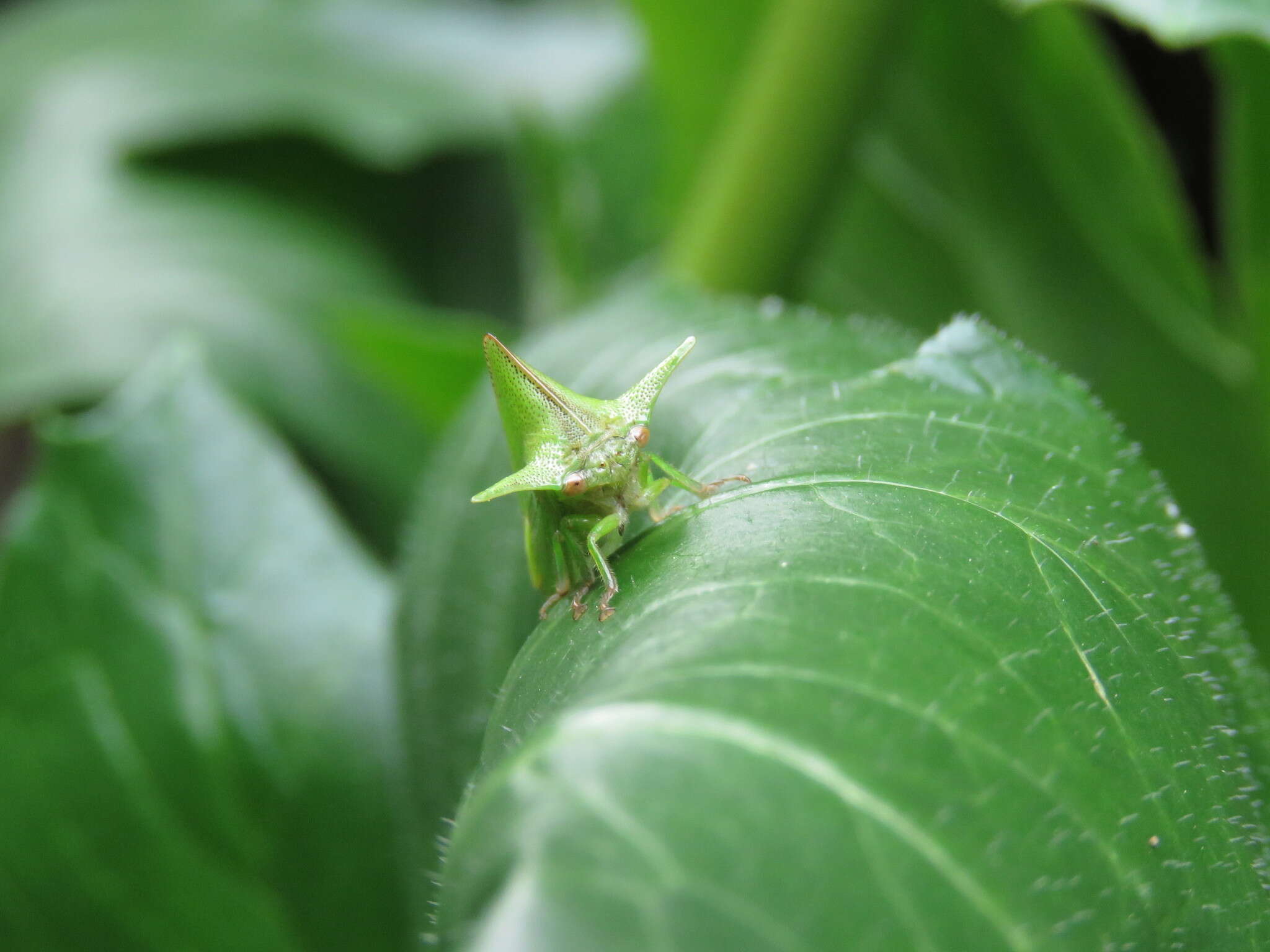 Image of Alchisme grossa Fairmaire