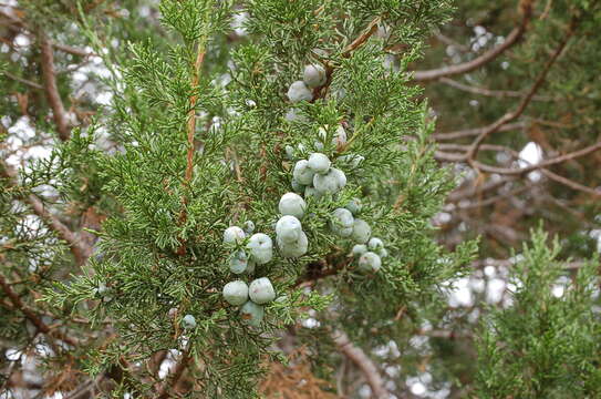 Image de Juniperus deppeana var. zacatecensis Martínez