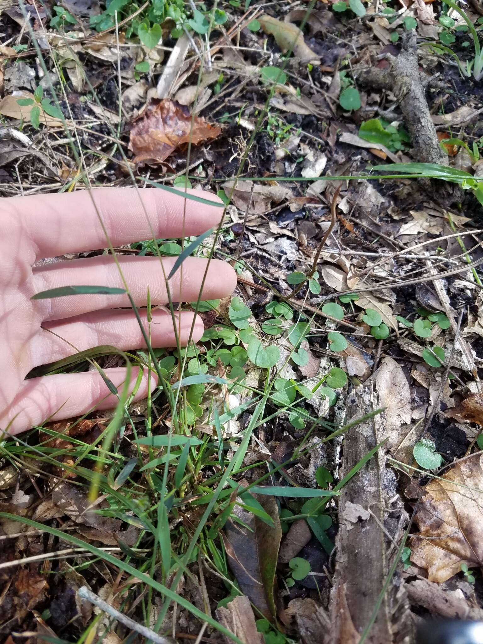 Plancia ëd Sacciolepis indica (L.) Chase