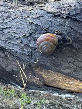 Image of <i>Helminthoglypta sequoicola consors</i> S. S. Berry 1938