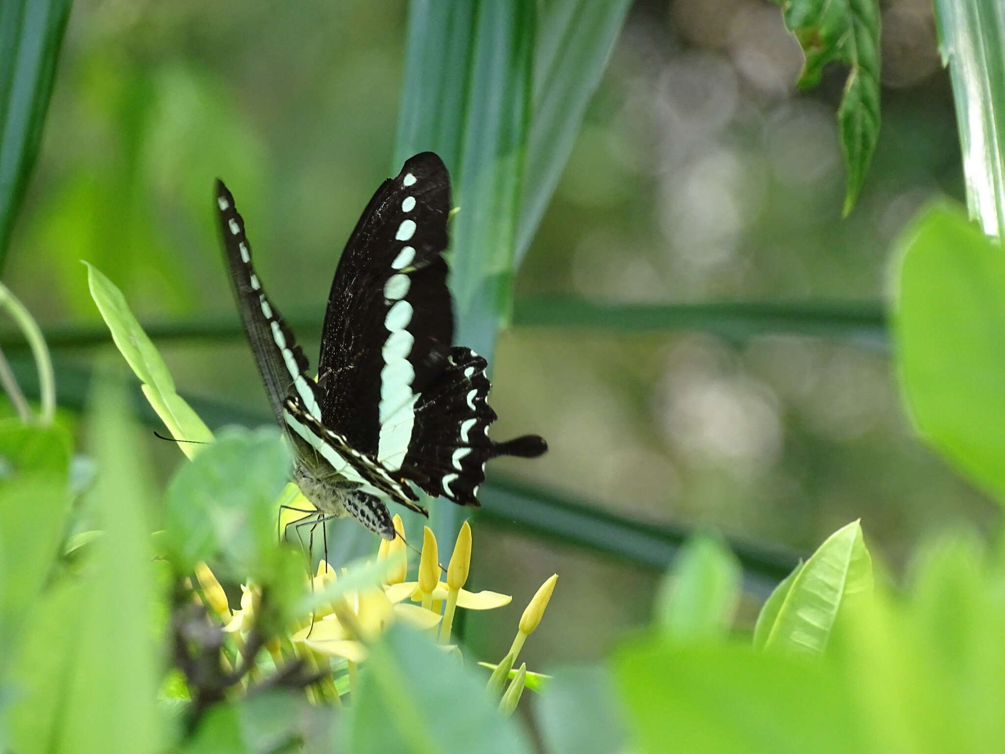 Image of Papilio demolion Cramer (1776)