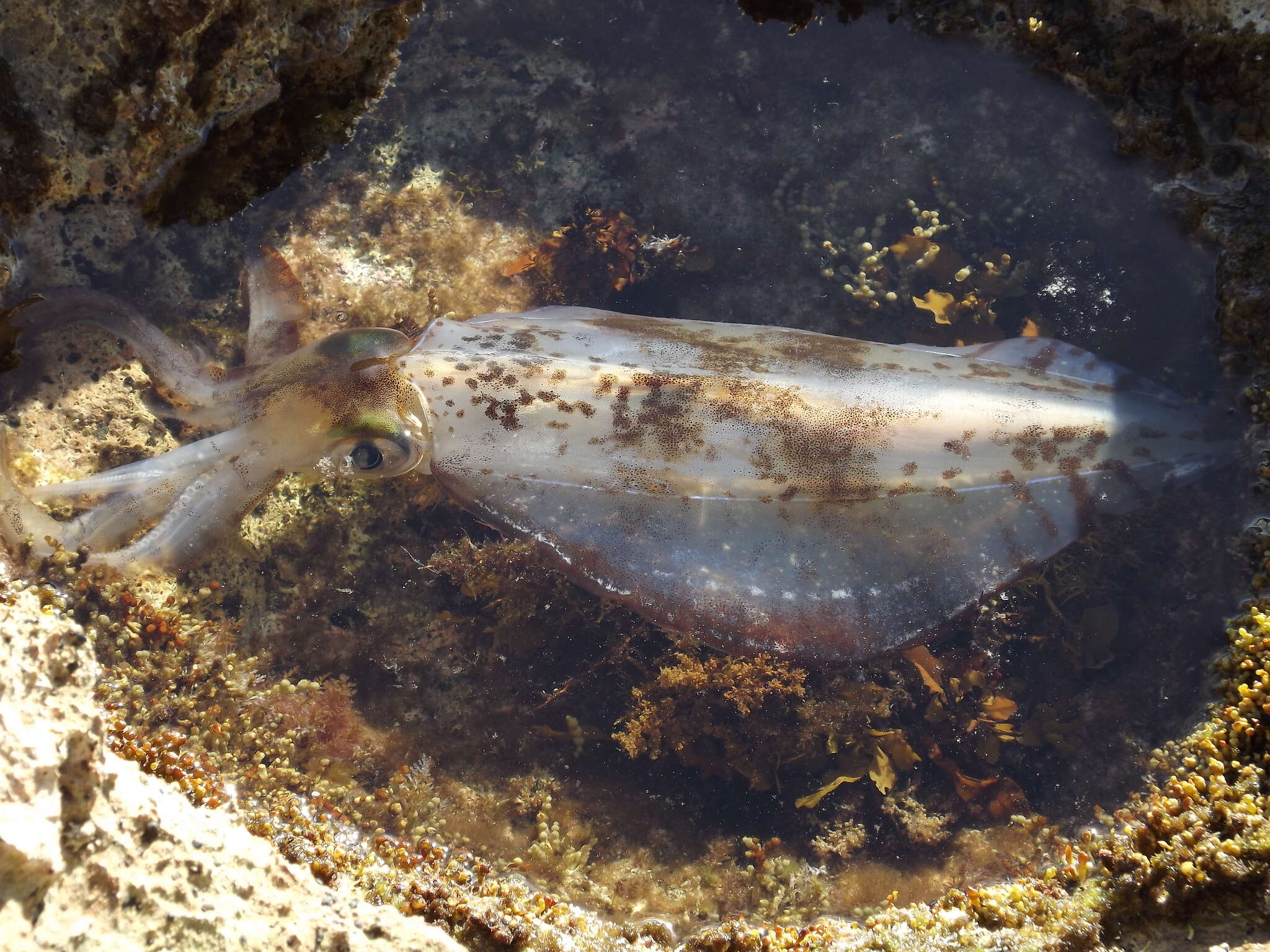 Image of Southern reef squid