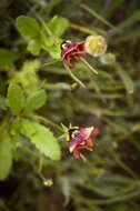 Image of Diascia longicornis (Thunb.) Druce