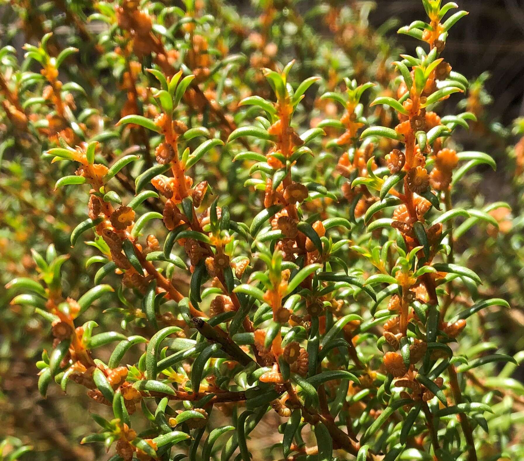 Image of Gyrostemon australasicus (Moq.) Heimerl