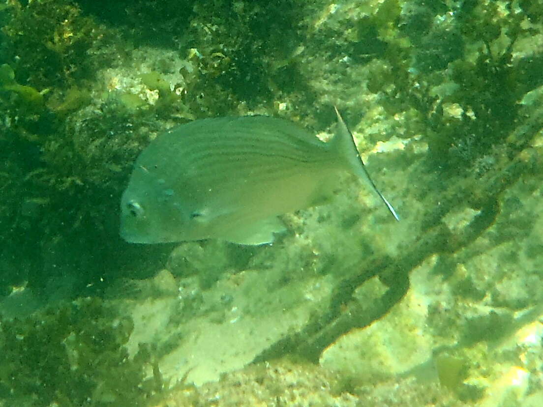 Image of Australian Sea Bream