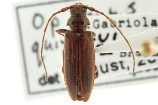 Image of Opsimus
