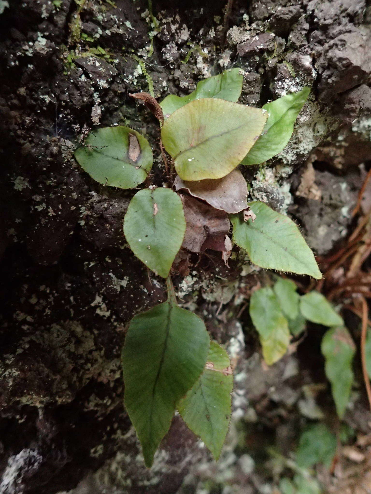 Image of Elaphoglossum hybridum (Bory) Brack.