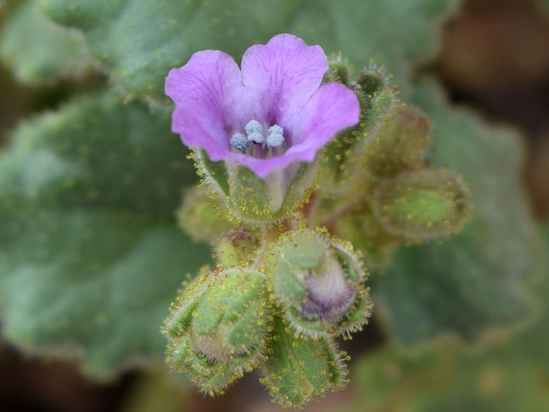 Image of blacktack phacelia