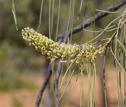 Image of Bootlace oak