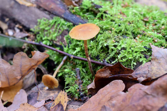 Image of Galerina sideroides (Bull.) Kühner 1935