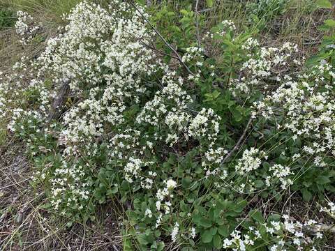 Image of Wenatchee valerian