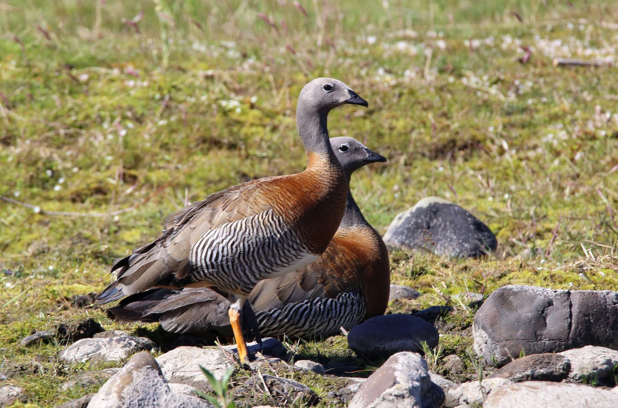 Image of Ashy-headed Goose