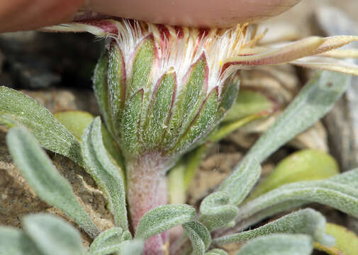 Image of tufted Townsend daisy