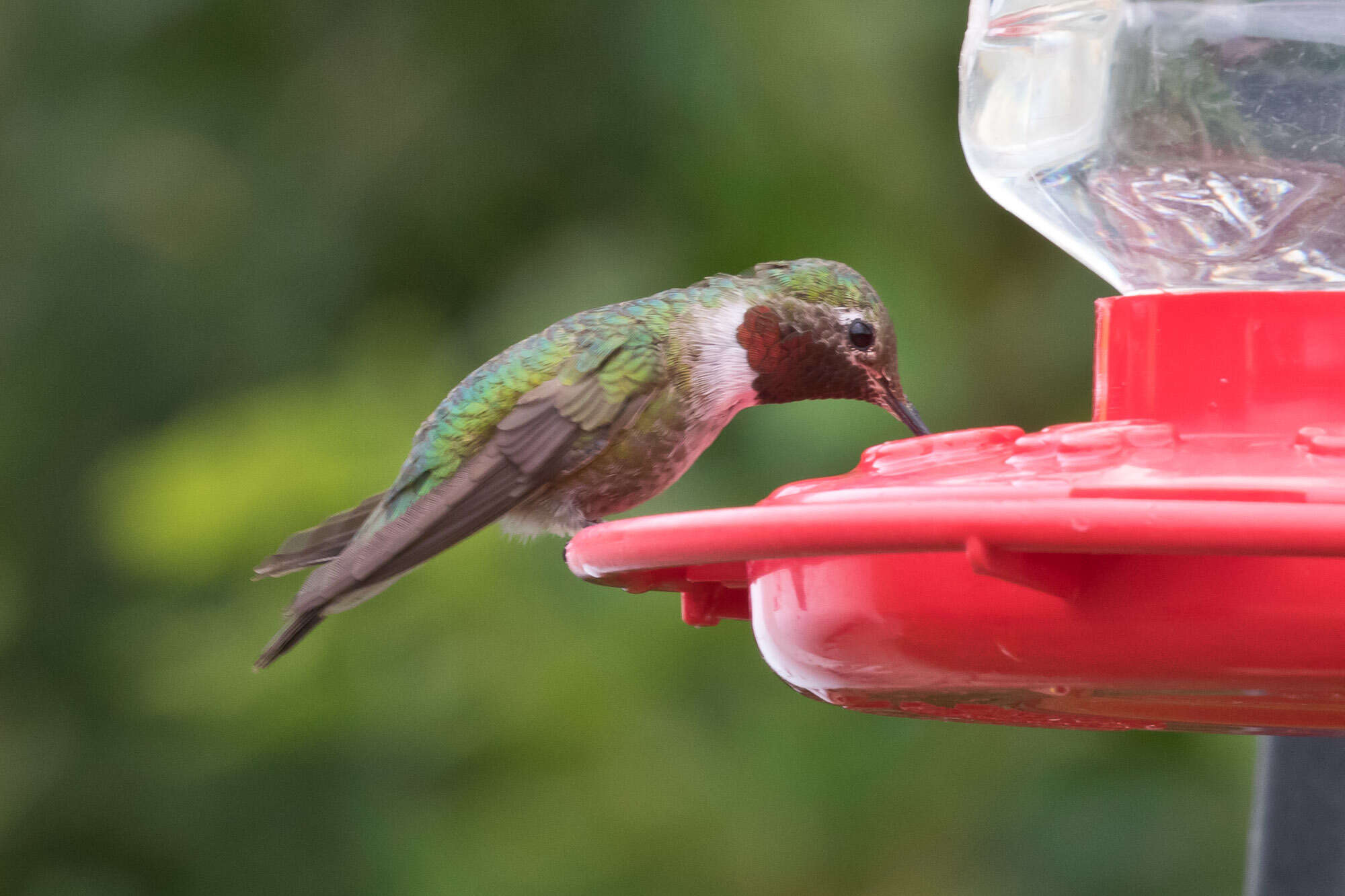 Image of Broad-tailed Hummingbird