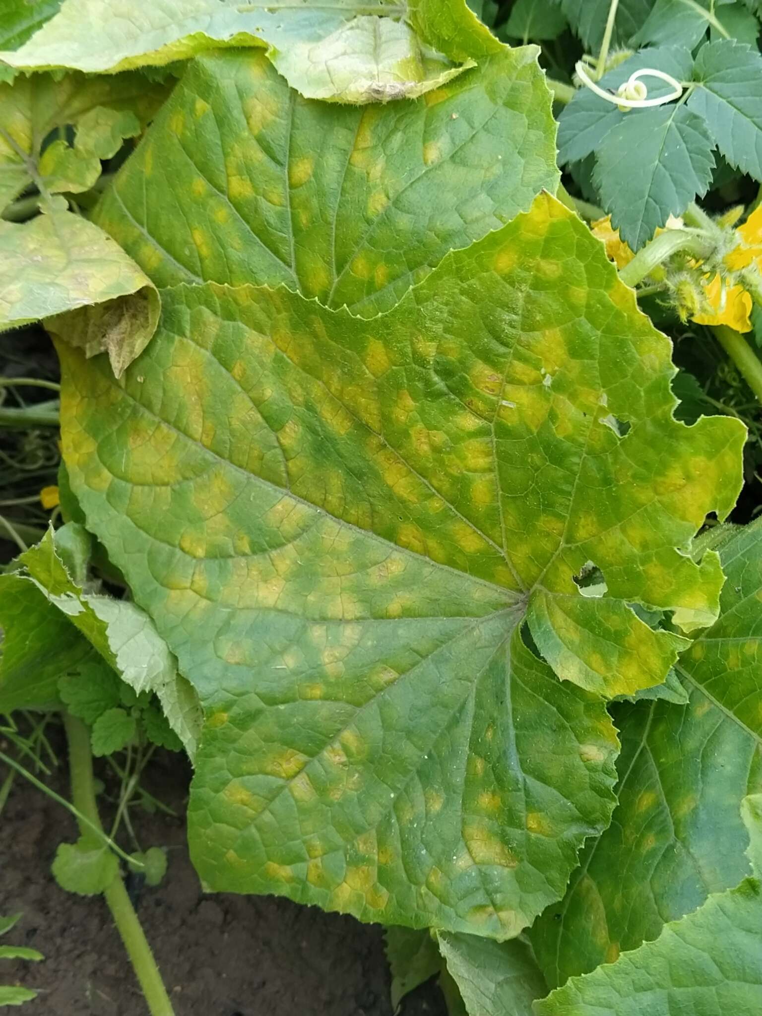 Image of Pseudoperonospora cubensis