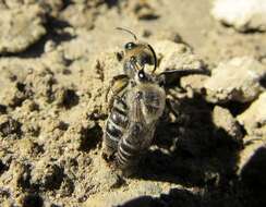 Image of Colletes compactus compactus Cresson 1868