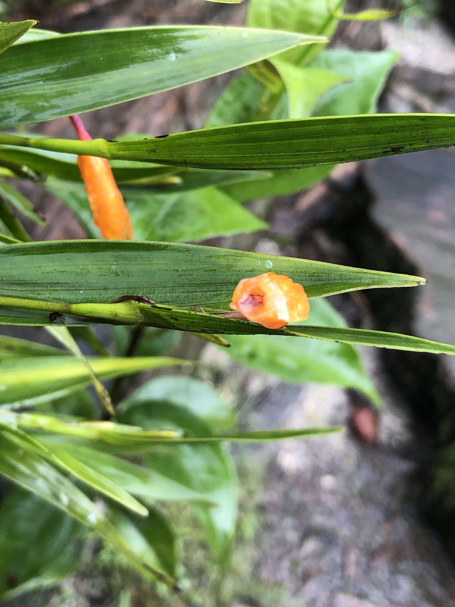 Image of Sobralia crocea (Poepp. & Endl.) Rchb. fil.