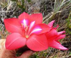 Gladiolus carmineus C. H. Wright resmi