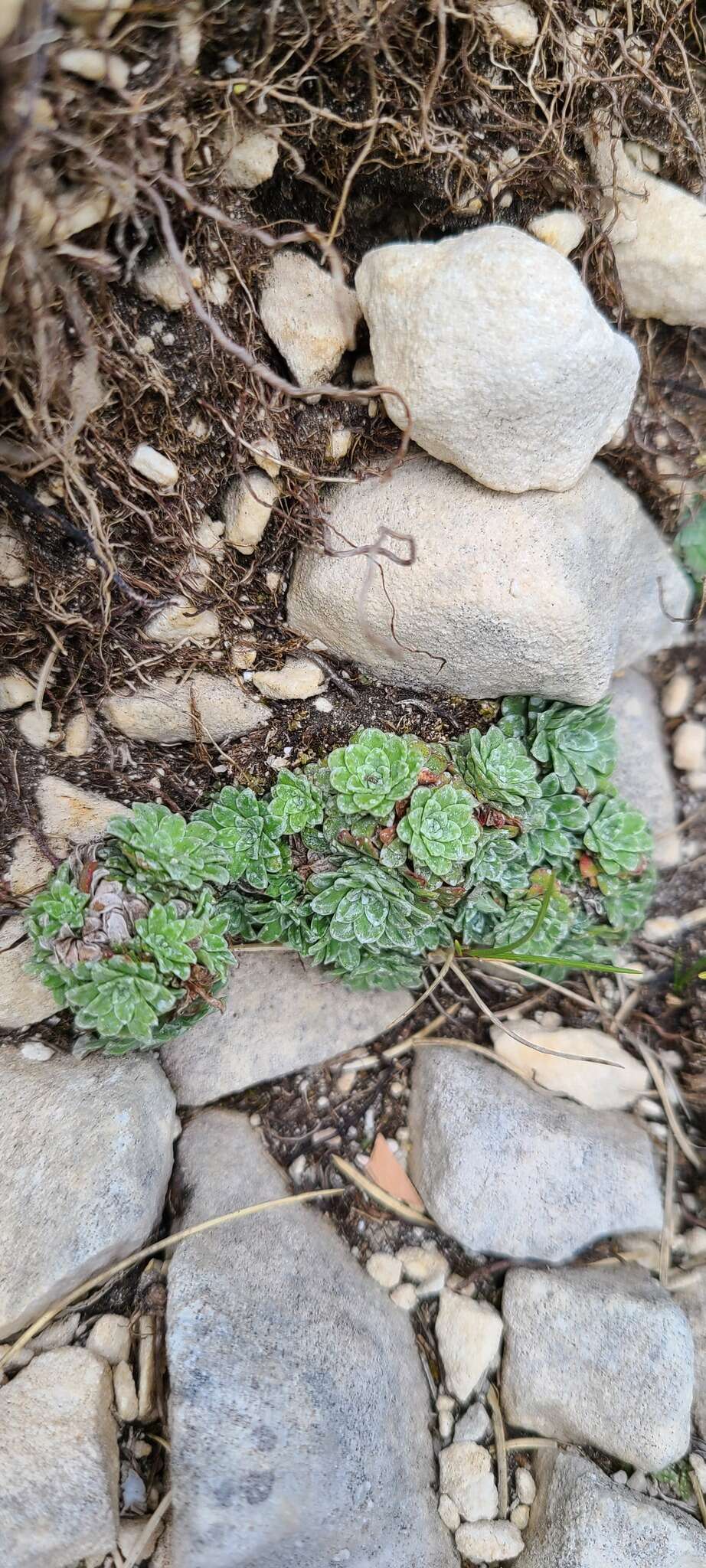 Sivun Saxifraga porophylla Bertol. kuva