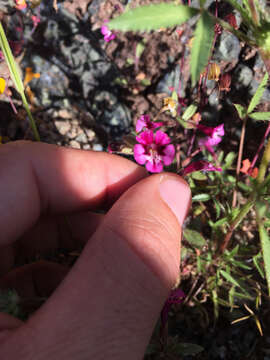 Image of Layne's monkeyflower