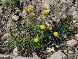 Image of slender sowthistle