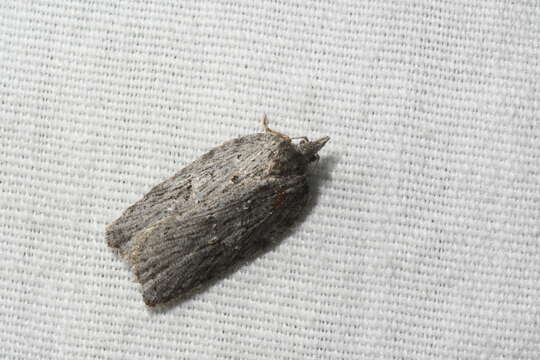 Image of Acleris maximana Barnes & Busck 1920