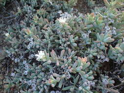 Image of Delosperma subincanum (Haw.) Schwant.