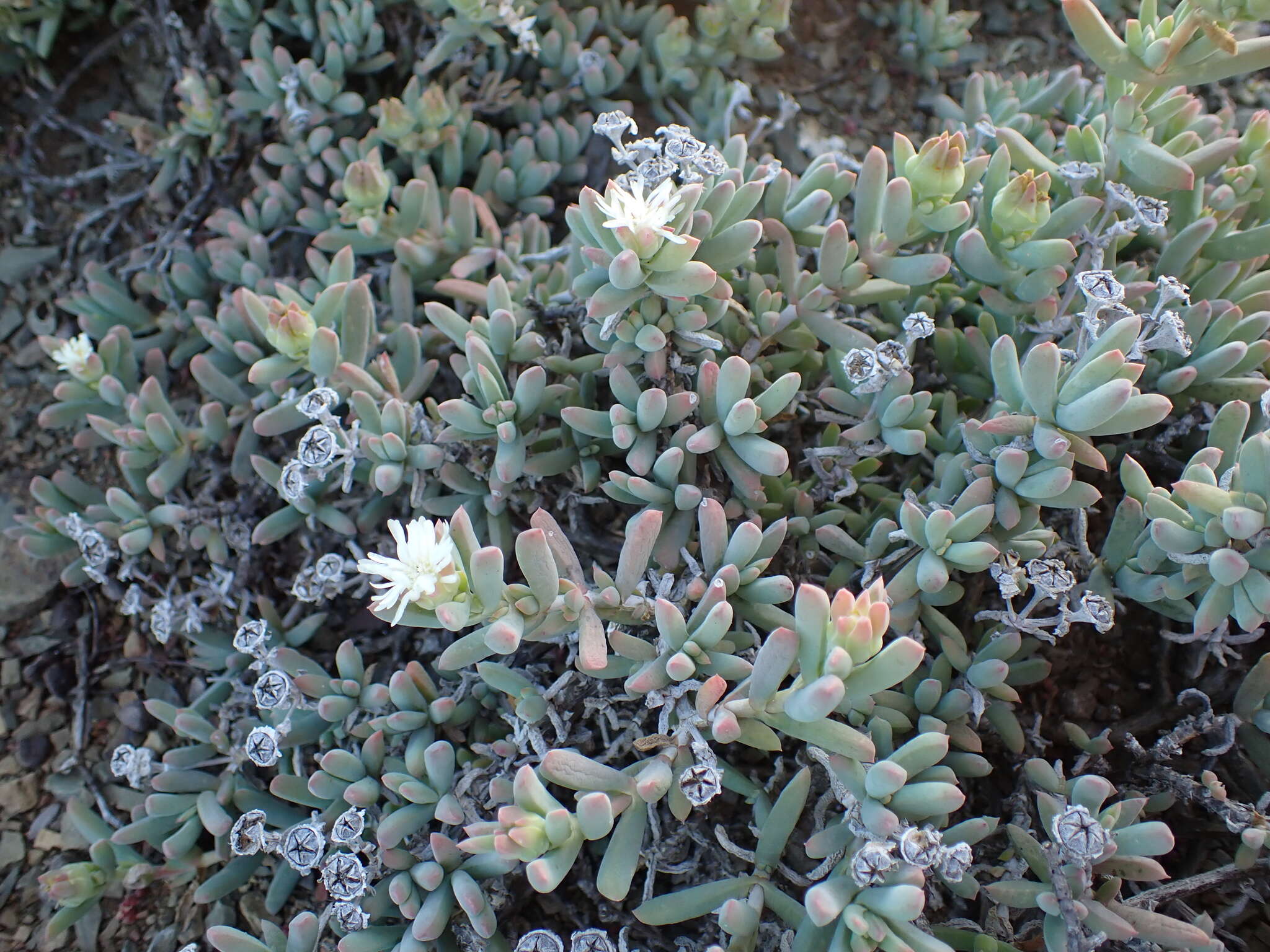 صورة Delosperma subincanum (Haw.) Schwant.