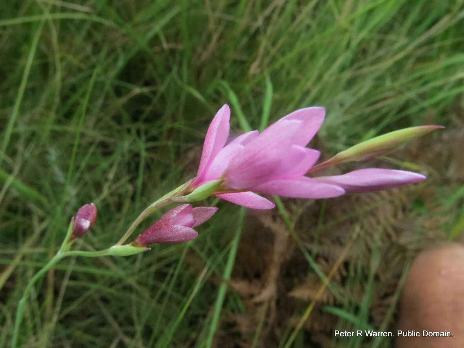 Plancia ëd Hesperantha baurii subsp. baurii