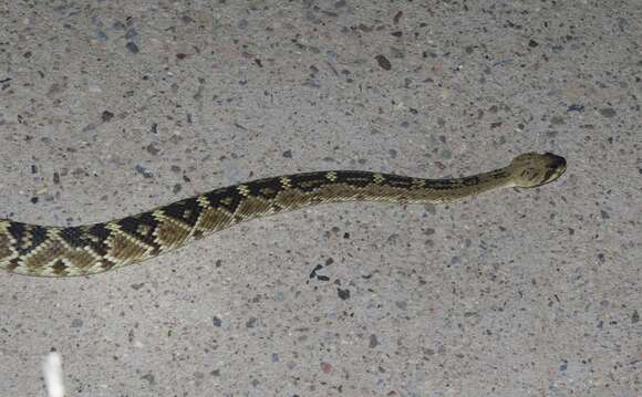 Image of Blacktail Rattlesnake