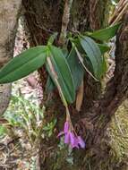 Image of Epidendrum paucifolium Schltr.