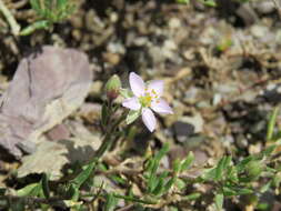 Image of Spergularia rupicola Le Jolis