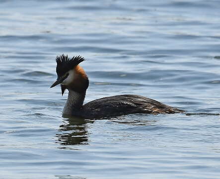 Image of Podiceps cristatus cristatus (Linnaeus 1758)