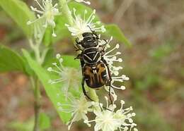 Image of Trigonopeltastes sallaei sinaloensis Howden 1968